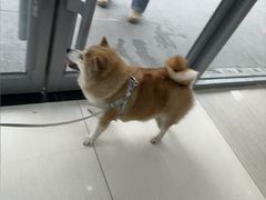 -全心全意连锁动物医院·微创中心·内科急重症·心脏专科(丰管路店)