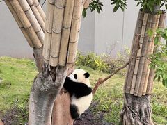-成都大熊猫繁育研究基地