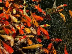 -龙悦湾酒家·八阵鱼生·渔人码头店