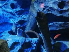 -新加坡海洋生态馆