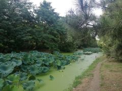 -长白岛森林公园