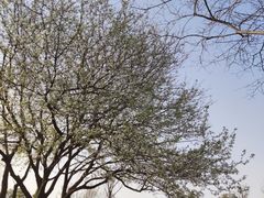 -盘龙城国家考古遗址公园