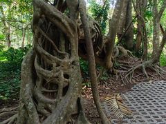 -中国科学院西双版纳热带植物园