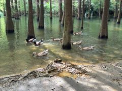 -广州市帽峰山景区