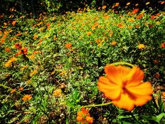 -北京西山国家森林公园