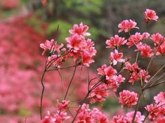 -天台山赤城山景区