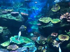 -暹罗海洋世界