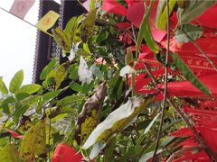 -白帝城·瞿塘峡景区