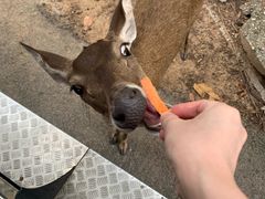 -清迈夜间动物园