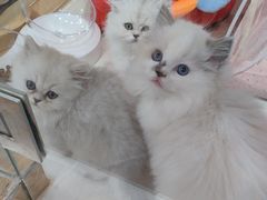 -糯米喵星人总部直营旗舰店·猫舍·幼猫出售