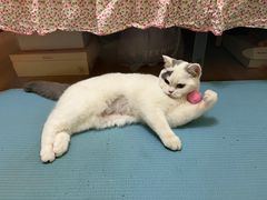 -猫大福·Fortune Cat猫舍(百子湾店)