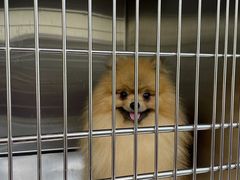-艾贝尔宠物医院·狂犬免疫点(江山金象城店)