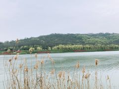 -羊山湖公园