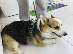 -达爱动物医院·犬猫分区·CT·复杂眼科(远洋山水分院)