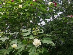 -白鹭湾湿地公园