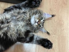 -猫大福·Fortune Cat猫舍(百子湾店)