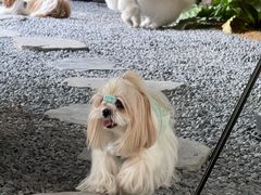 -J Create城市露营咖啡·简餐·宠物(上海动物园店)