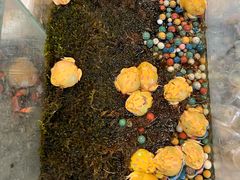 -青石桥花鸟鱼虫市场(叠翠城店)