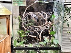 -上海大自然野生昆虫馆(东方明珠·爬宠昆虫探索中心)