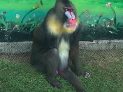 -西霞口神雕山野生动物世界