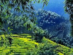-婺源风景区