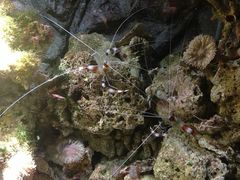 -悉尼海洋生物水族馆