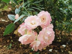 -人民公园(罗湖区)