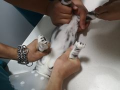 -西安京西宠物医院·瘫痪·疑难杂症