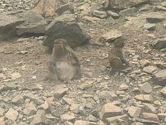 -青岛森林野生动物世界