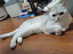 -欣宠猫屋·矮脚拿破仑·蓝金金渐层