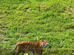 -沈阳森林动物园