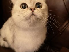 -猫大福·Fortune Cat猫舍(百子湾店)