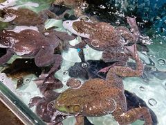 -盒马鲜生(红莲店)