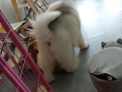 -汪说·狗咖(旺城大厦店)