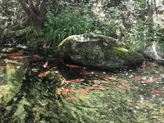 -牛背梁国家森林公园