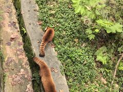 -都江堰中华大熊猫苑