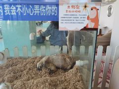 -怪兽屋·羊驼·猫咖·狗咖(俊华广场店)