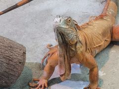 -上海大自然野生昆虫馆(东方明珠·爬宠昆虫探索中心)