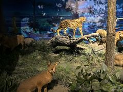 -国家自然博物馆