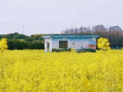 -桑洲油菜花景区