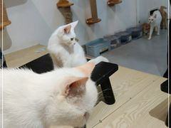 -Heymao猫咖.咖啡厅(东门店)