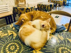 -平行世界·猫咖(首经贸店)