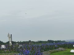 -空港花田景区