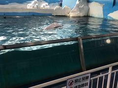 -秦皇岛乐岛海洋王国