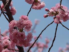 -天适樱花悠乐园