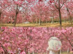 -天适樱花悠乐园
