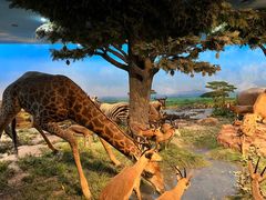 -国家自然博物馆