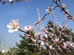 -北京麋鹿生态实验中心