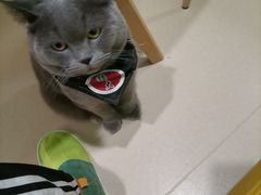 -猫在这儿猫咪咖啡馆·撸猫馆