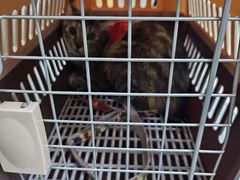 -爱侣宠医·鹦鹉专科·小型哺乳类·异宠专科(灵石路店)